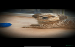 Shorkie dogs for sale: Teddy - Image 1