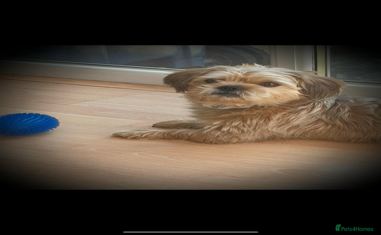 Shorkie dogs - Advert 1