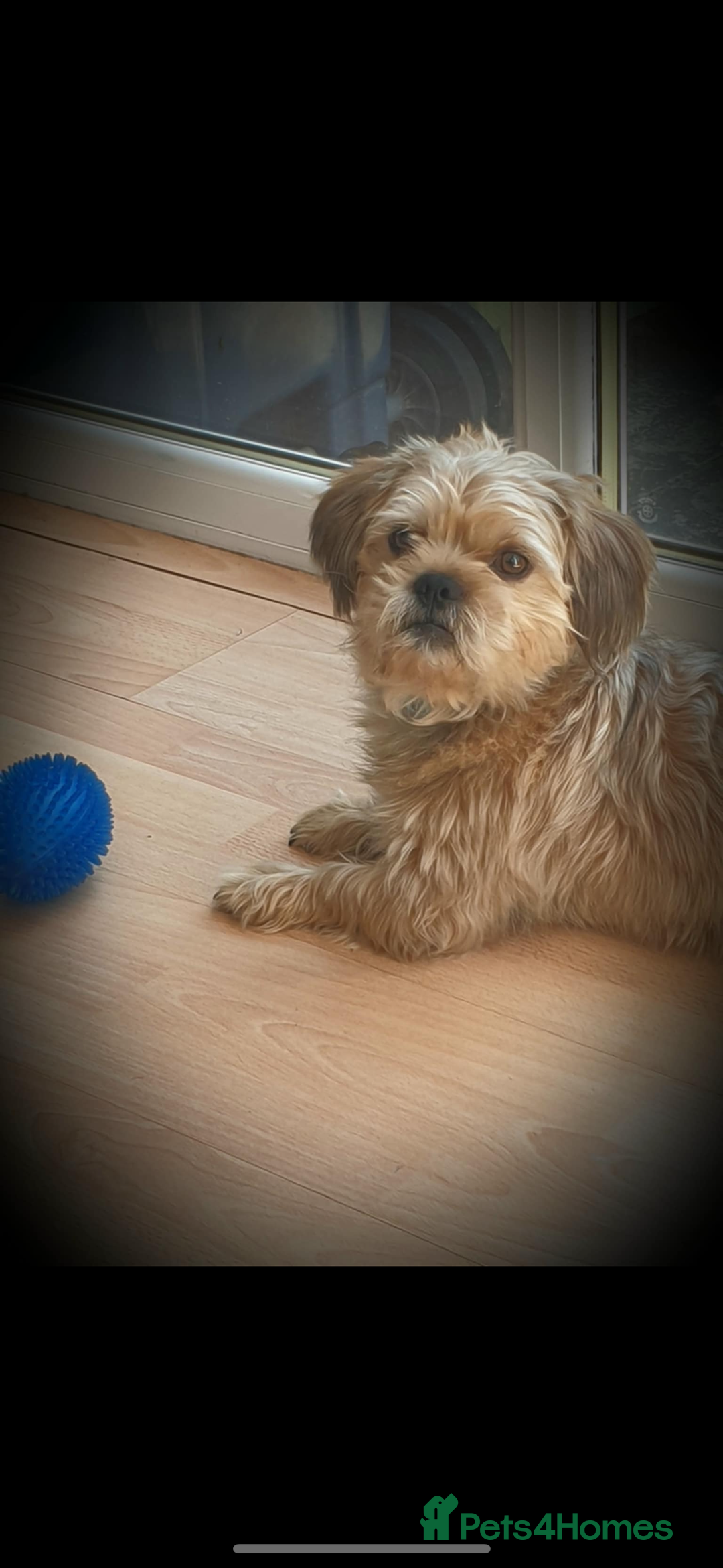 Shorkie dogs for sale: Teddy - Image 1