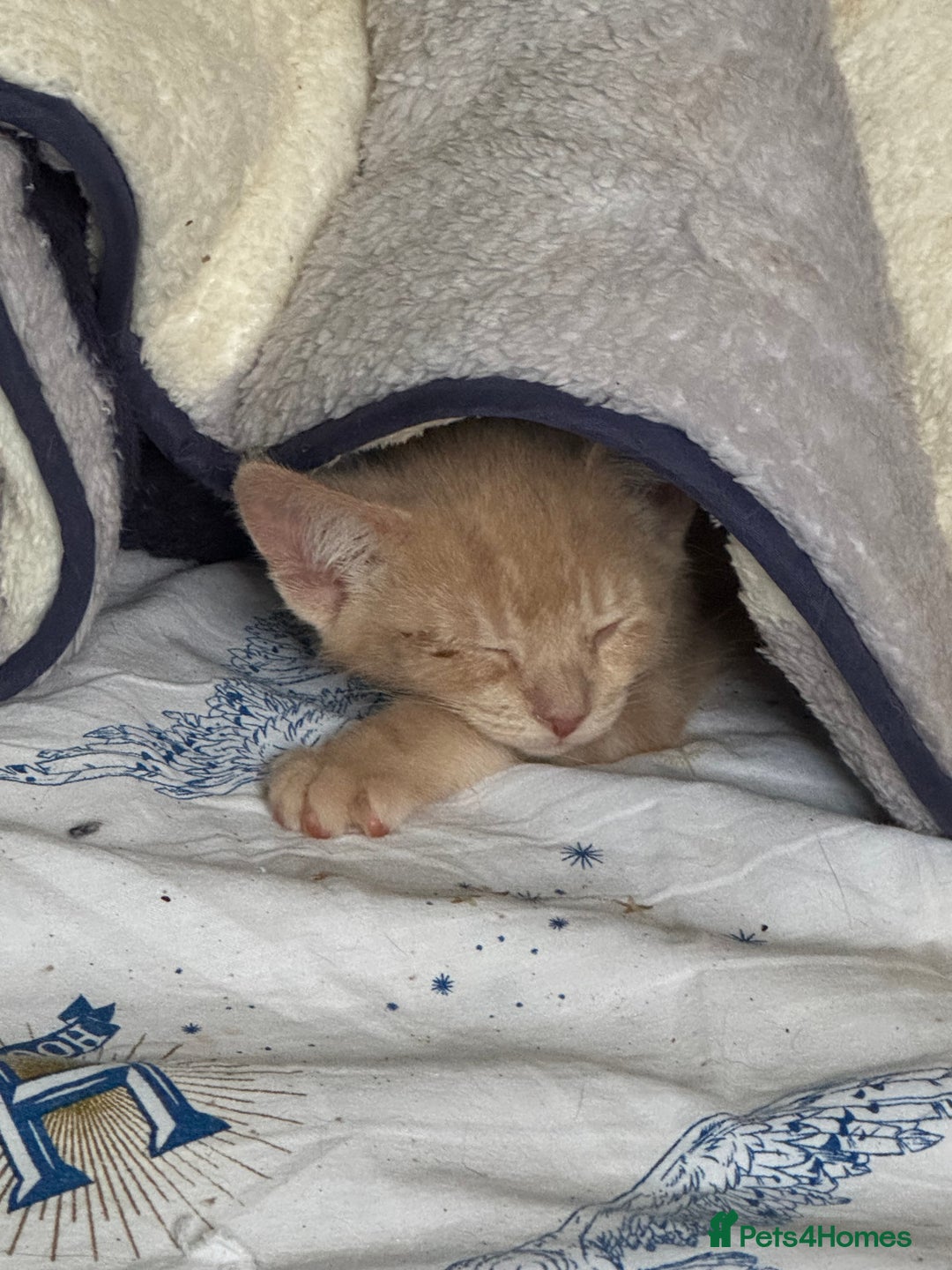 British Shorthair cats for sale: Gorgeous British Shorthair Babies full Flea & Worm - Image 8