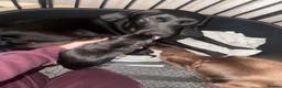 Labrador Retriever dogs for sale: Labrador puppies for sale  in Widnes - Advert 22