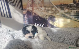 Cockapoo dogs for sale: 4 outstanding cockerpoos  - Image 12