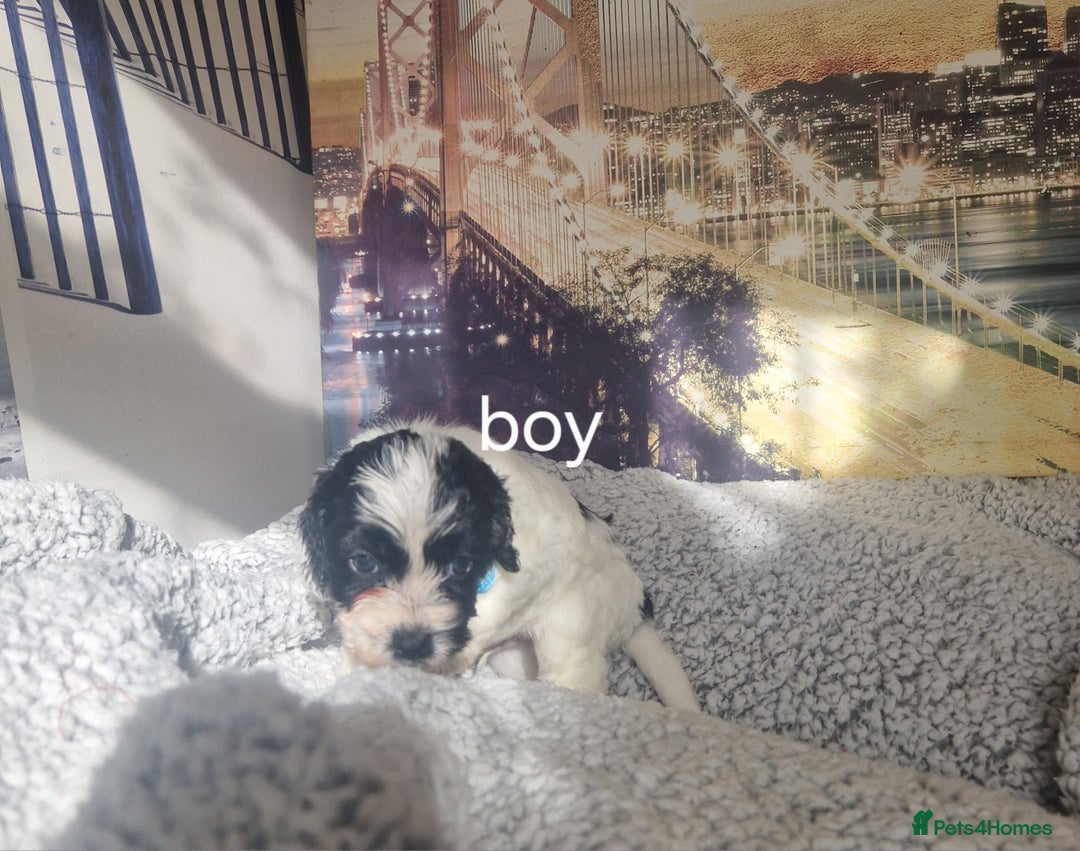 Cockapoo dogs for sale: 4 outstanding cockerpoos  - Image 12