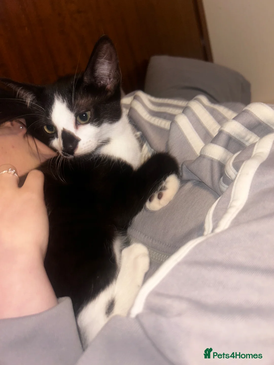 British Shorthair cats for sale: Black and White Female Kitten - Advert 2