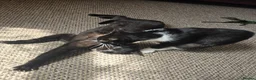 Mixed Breed cats for sale: 2 x female cats (sisters from same litter) in Nuneaton - Advert 5