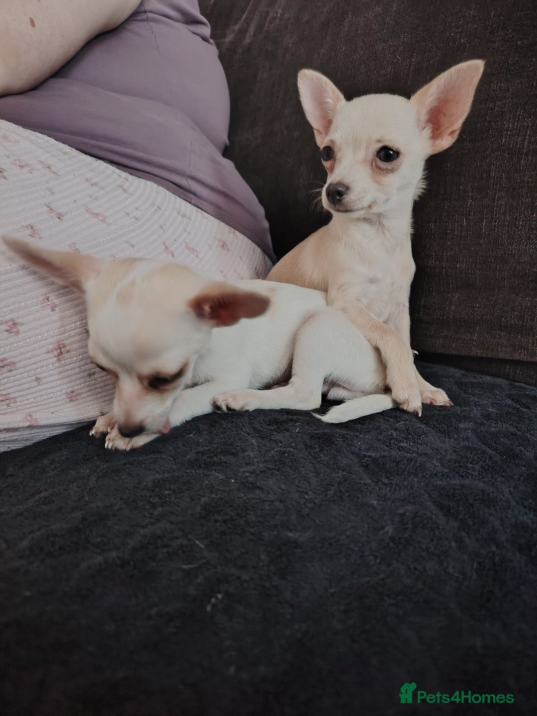 Chihuahua dogs for sale: Deer head chihuahua  - Advert 24