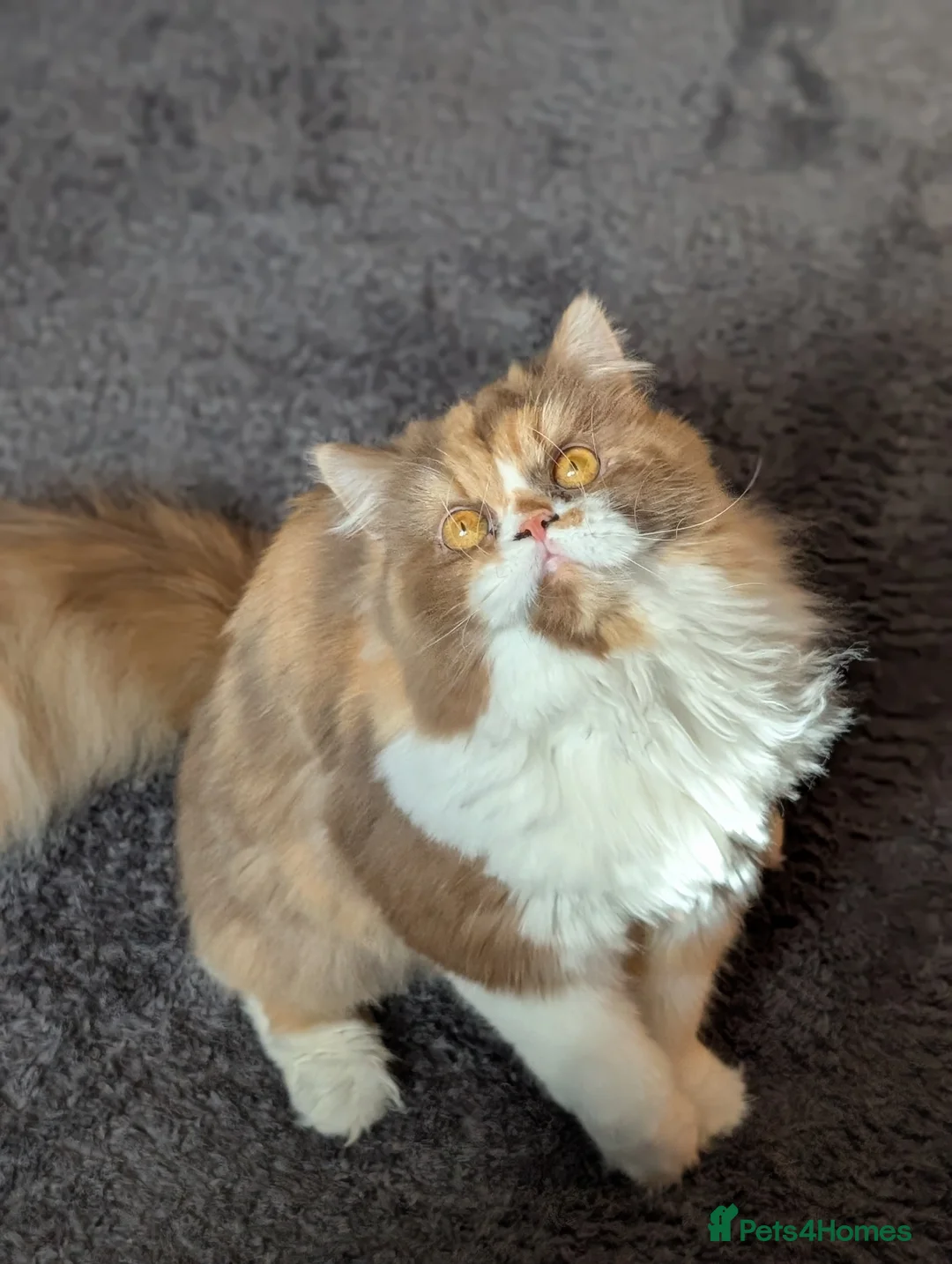 British Longhair cats for sale: TICA Active Cinnamon tortie BLH  - Advert 1