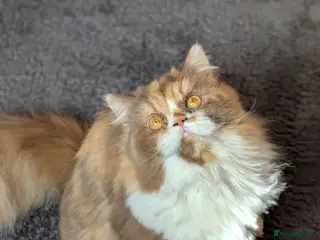 British Longhair cats TICA Active Cinnamon tortie BLH - Advert 5