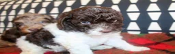 Cockapoo dogs for sale: Cockapoo babies ready from 31st August - Advert 5