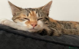 Domestic Shorthair cats for sale: 1 x Male and 1x Female cat - Advert 9