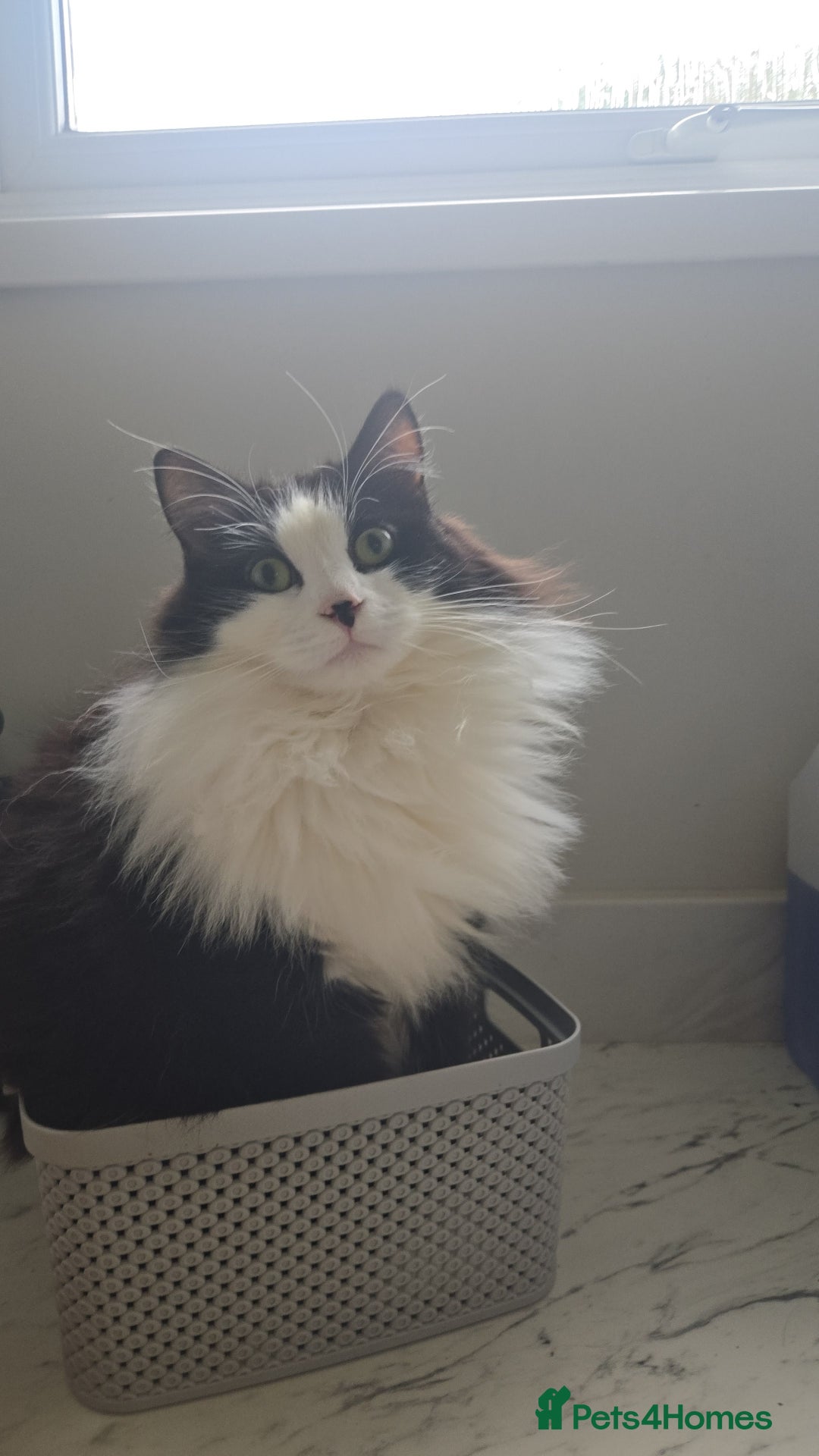 Mixed Breed cats for sale: 2 male cats  - Advert 3