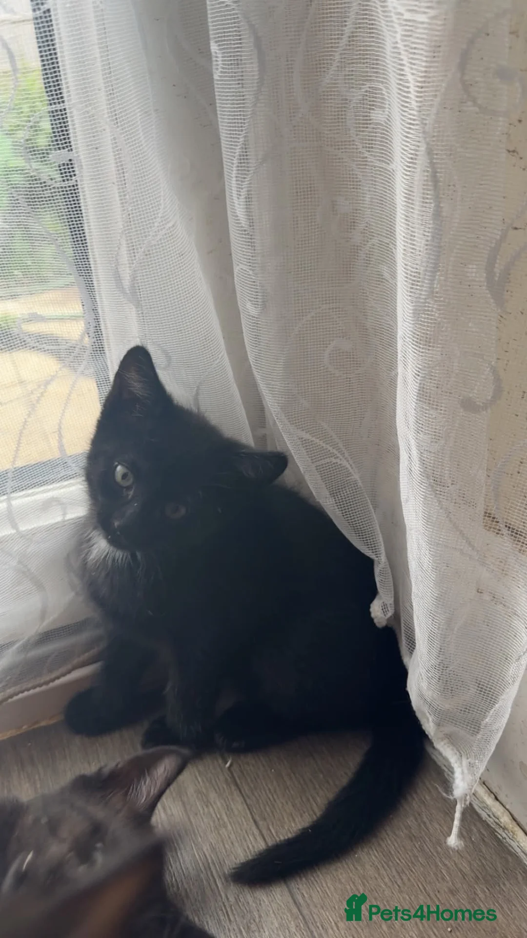 Domestic Shorthair cats for sale: Ready now - Advert 2