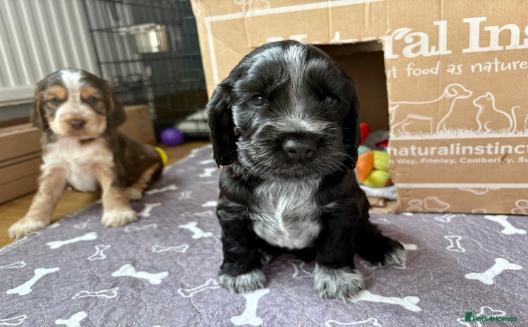 Cocker Spaniel dogs - Advert 2