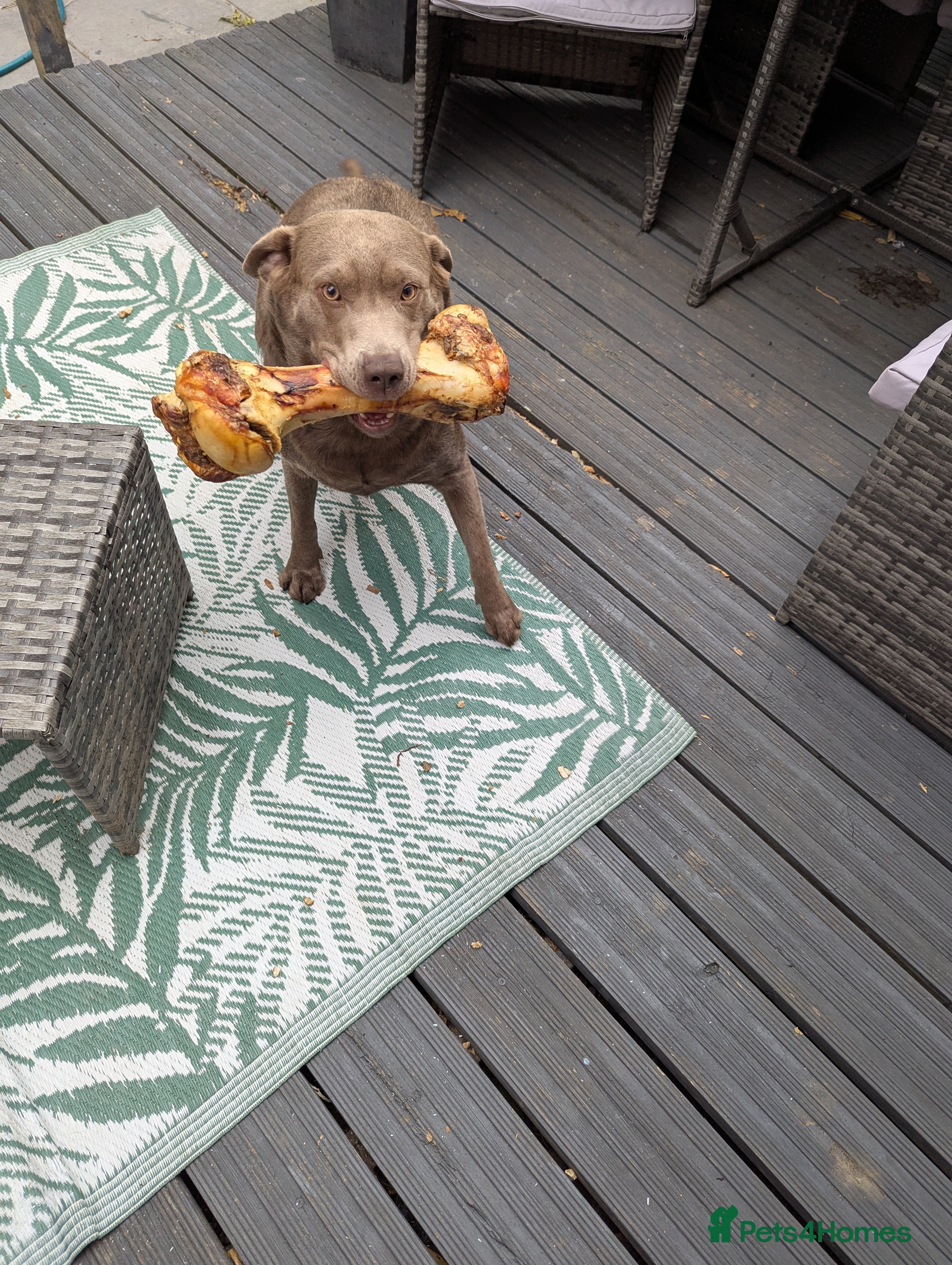 Labrador Retriever dogs Silver Labrador puppies  - Advert 1