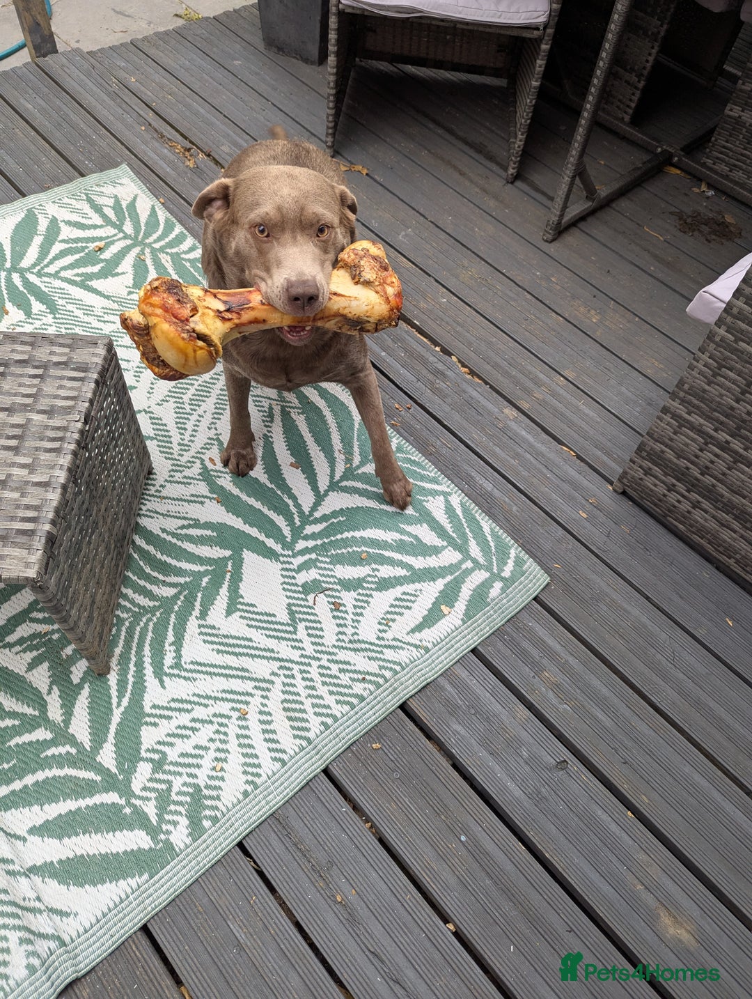 Labrador Retriever dogs for sale: Silver Labrador puppies  - Advert 1