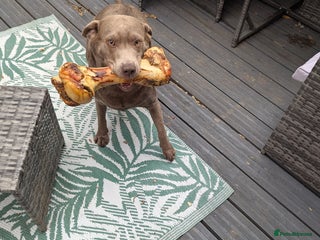 Labrador Retriever dogs Silver Labrador puppies - Advert 4