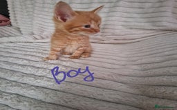 Mixed Breed cats for sale: Maine coon mixed kitchens - Image 2