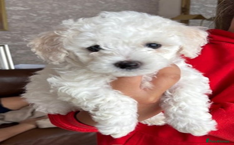Poochon dogs - Advert 1