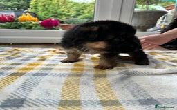 German Shepherd dogs for sale: KC show line German Shepherd puppies - Image 18