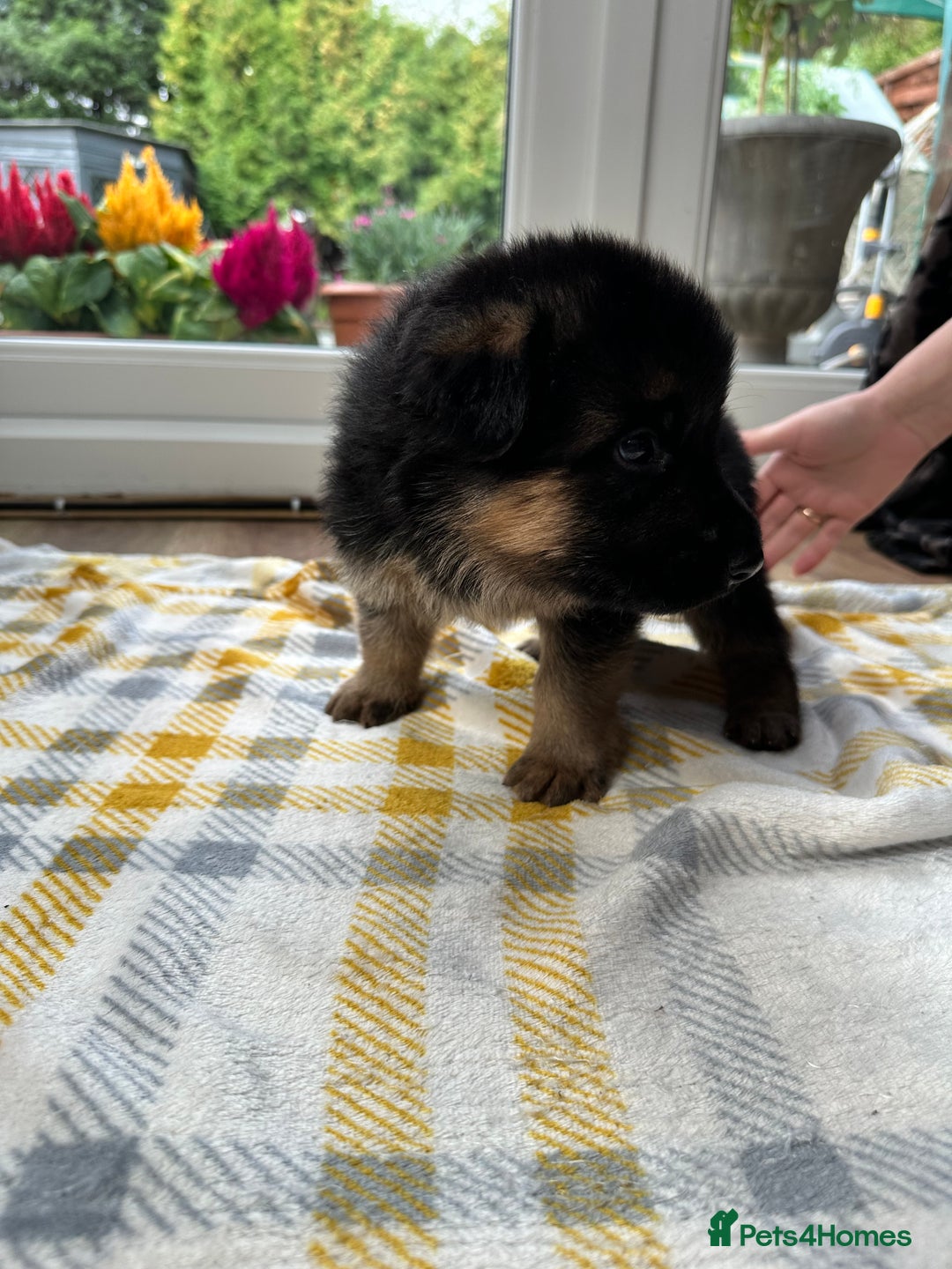 German Shepherd dogs for sale: KC show line German Shepherd puppies - Image 18