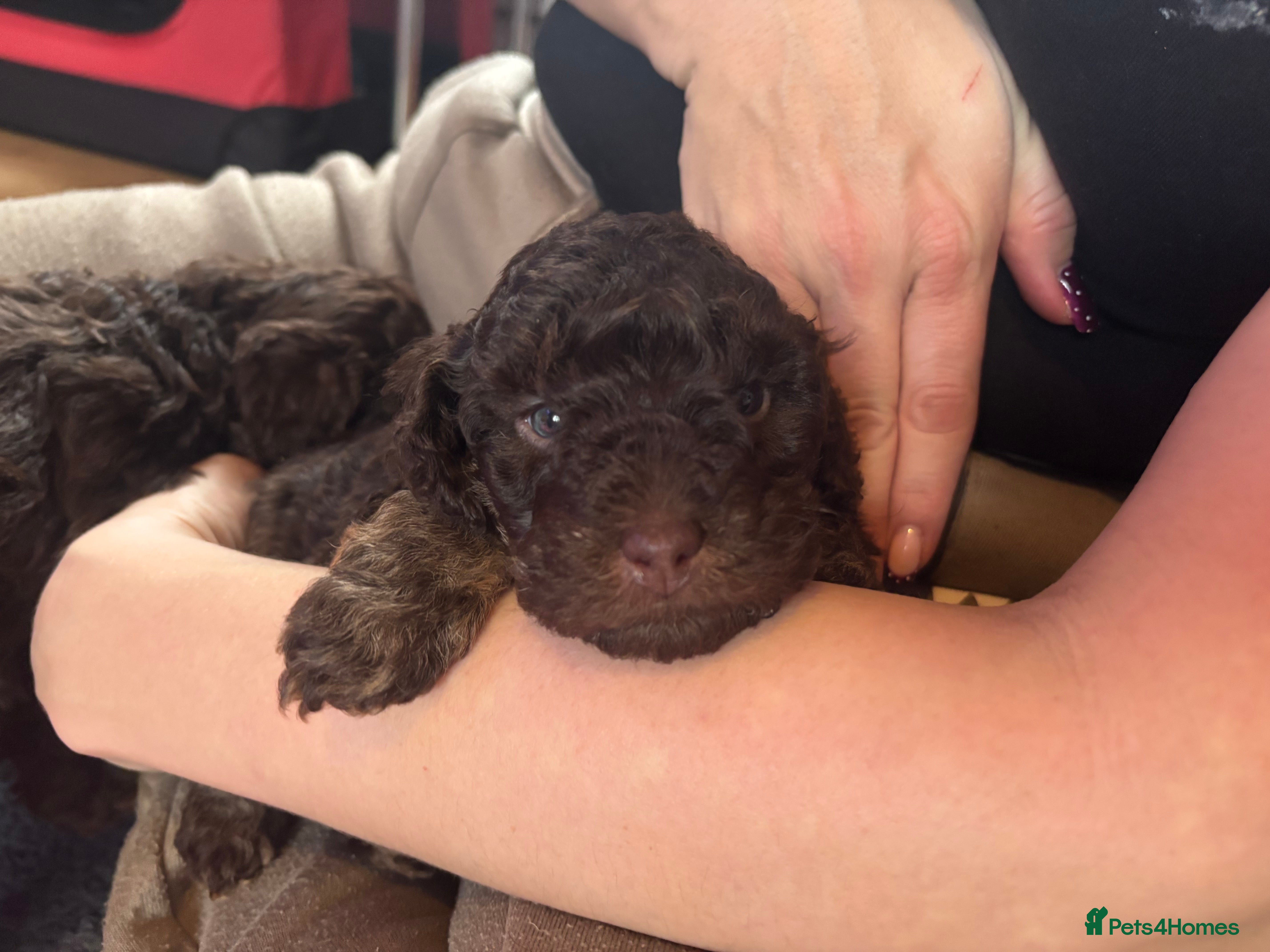 Cockapoo dogs Female cockapoo puppy brown and tan - Advert 1