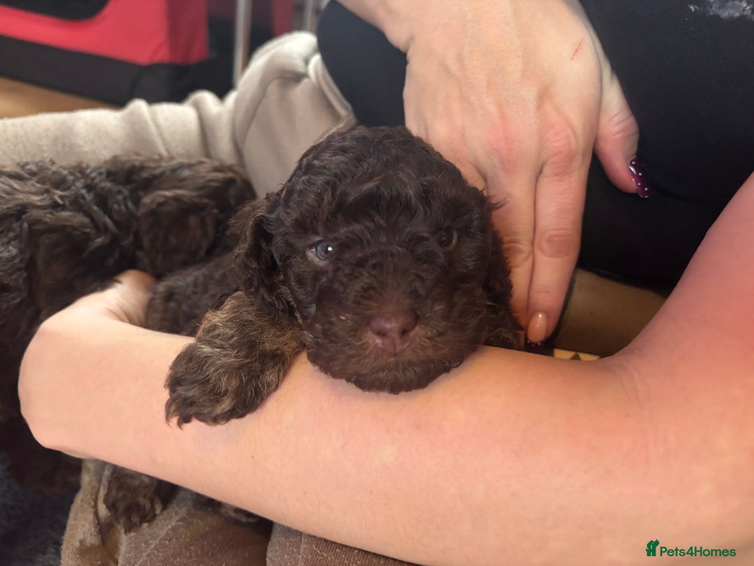 Cockapoo dogs for sale: Female cockapoo puppy brown and tan - Advert 1