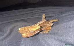 Gecko reptiles for sale: Crested gecko - Image 2
