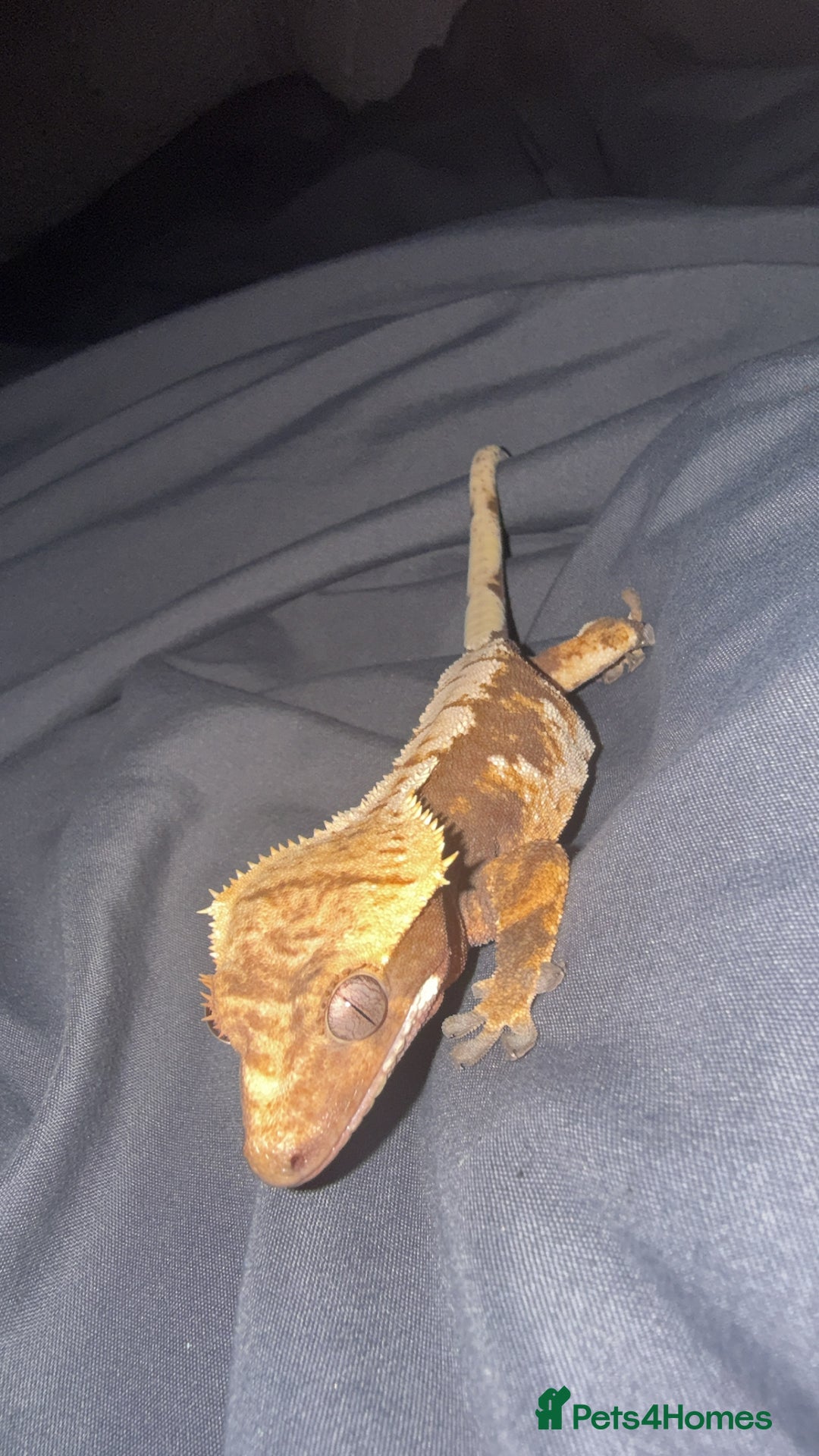 Gecko reptiles for sale: Crested gecko - Image 2