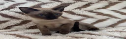 Tonkinese cats for sale: Exceptional pedigree Tonkinese - Advert 11