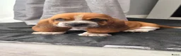 Basset Hound dogs for sale: Basset hound pups kc reg.European lines - Advert 1