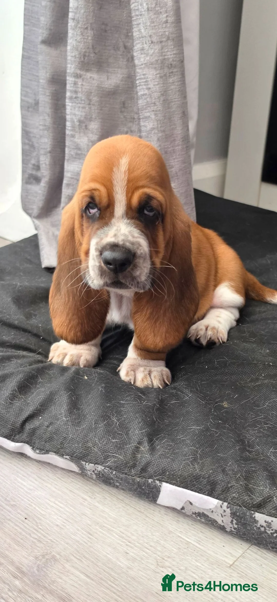 Basset Hound dogs for sale: Basset hound pups kc reg.European lines - Advert 1