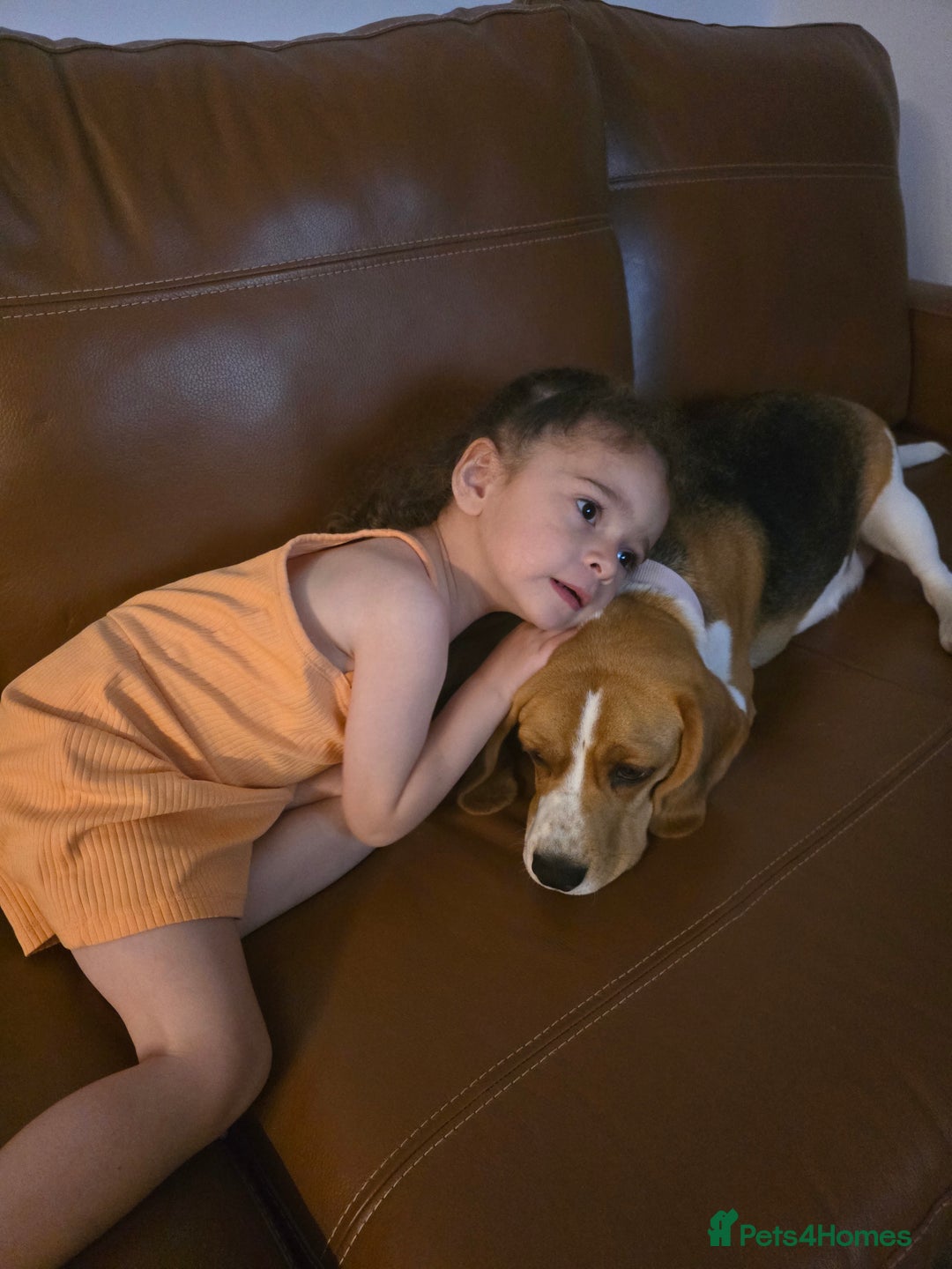 Beagle dogs for sale: Amber - Image 2
