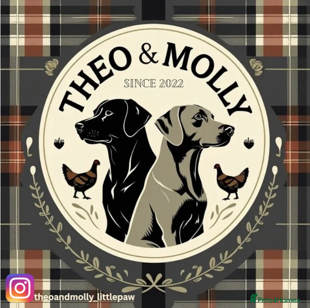 Weimaraner dogs 🐶🐾Adorable KC Registered Weimaraner Puppies🐶🐾 - Advert 1