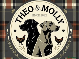 Weimaraner dogs 🐶🐾Adorable KC Registered Weimaraner Puppies🐶🐾 - Advert 2