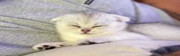 Scottish Fold cats for sale: British short hairs (Scottish straight) ready  - Advert 30