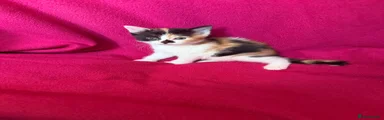 Domestic Shorthair 5