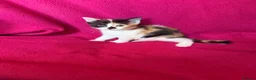 Domestic Shorthair cats for sale: Kittens for sale - Advert 4