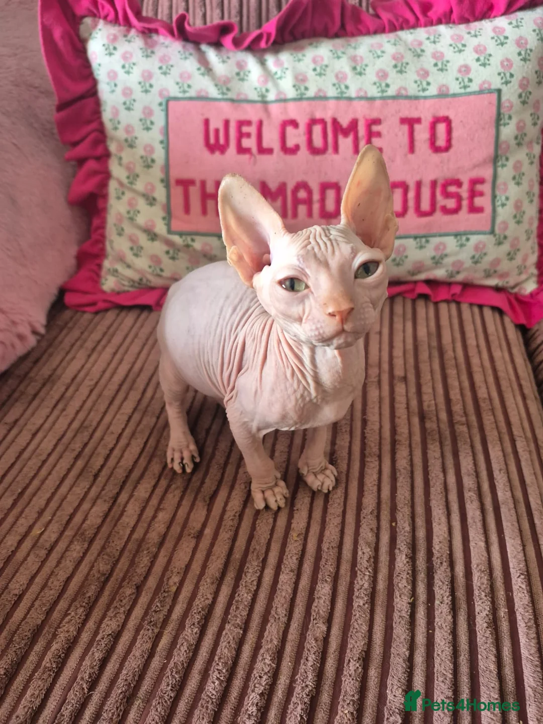 Sphynx cats for sale: Gorgeous pink sphinx  in Kilmarnock - Advert 1