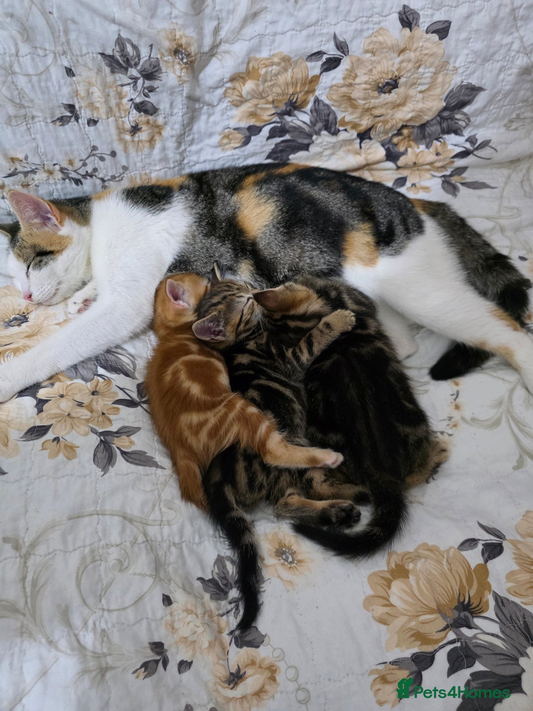 Mixed Breed cats for sale: 2 lovely girls looking for forever home  - Image 6