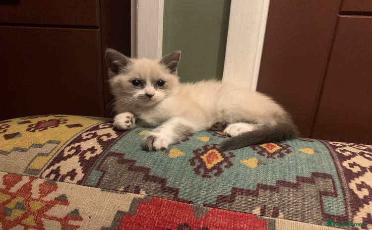 Persian cats - Advert 6