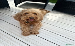 Cockapoo dogs for stud: Cockapoo Male  - Image 1