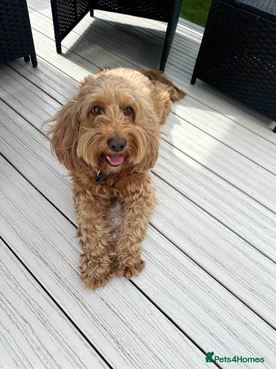 Cockapoo dogs for stud: Cockapoo Male  - Image 1