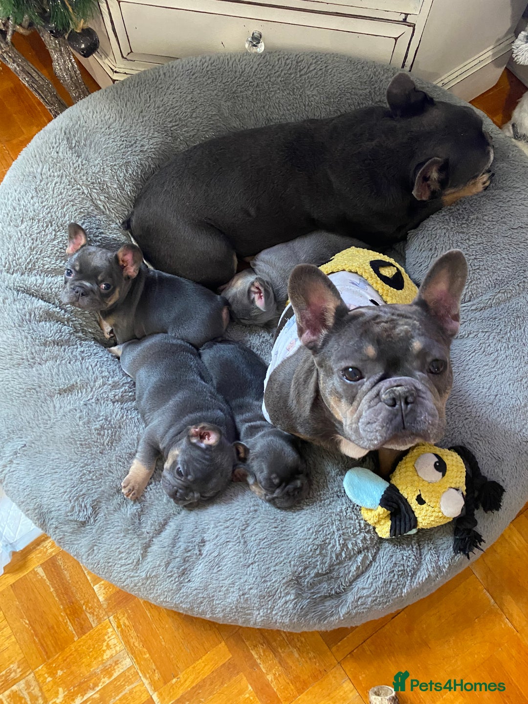 French Bulldog dogs for sale: KC Registered French Bulldog Puppies - Advert 6