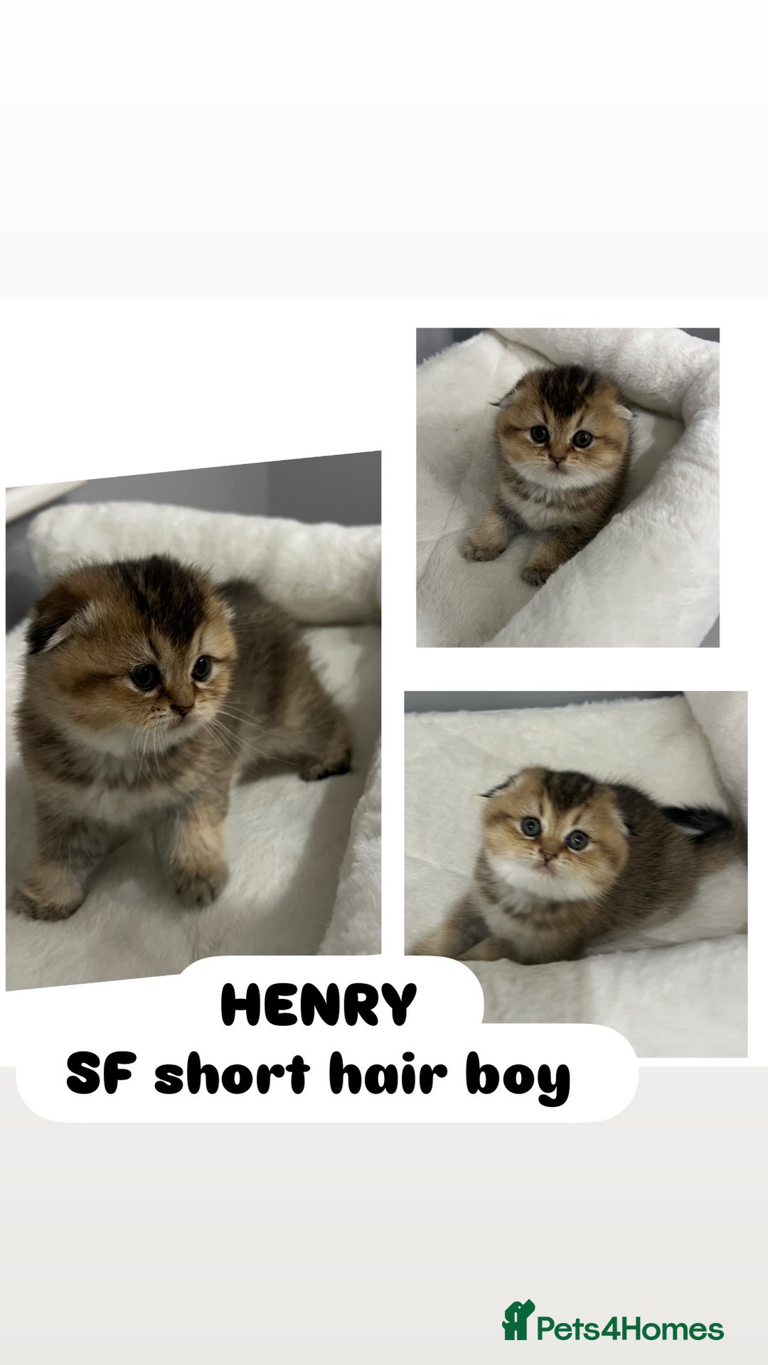 Scottish Fold cats for sale: Pure breed Pedigree SF kittens  - Advert 3