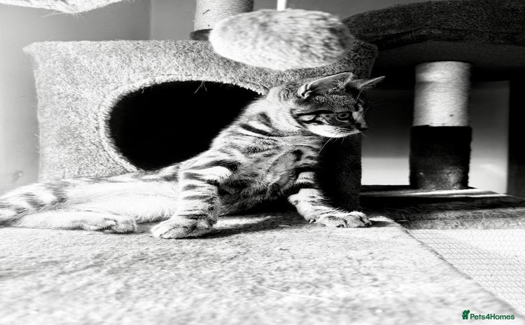 Mixed Breed cats for sale - Advert 1
