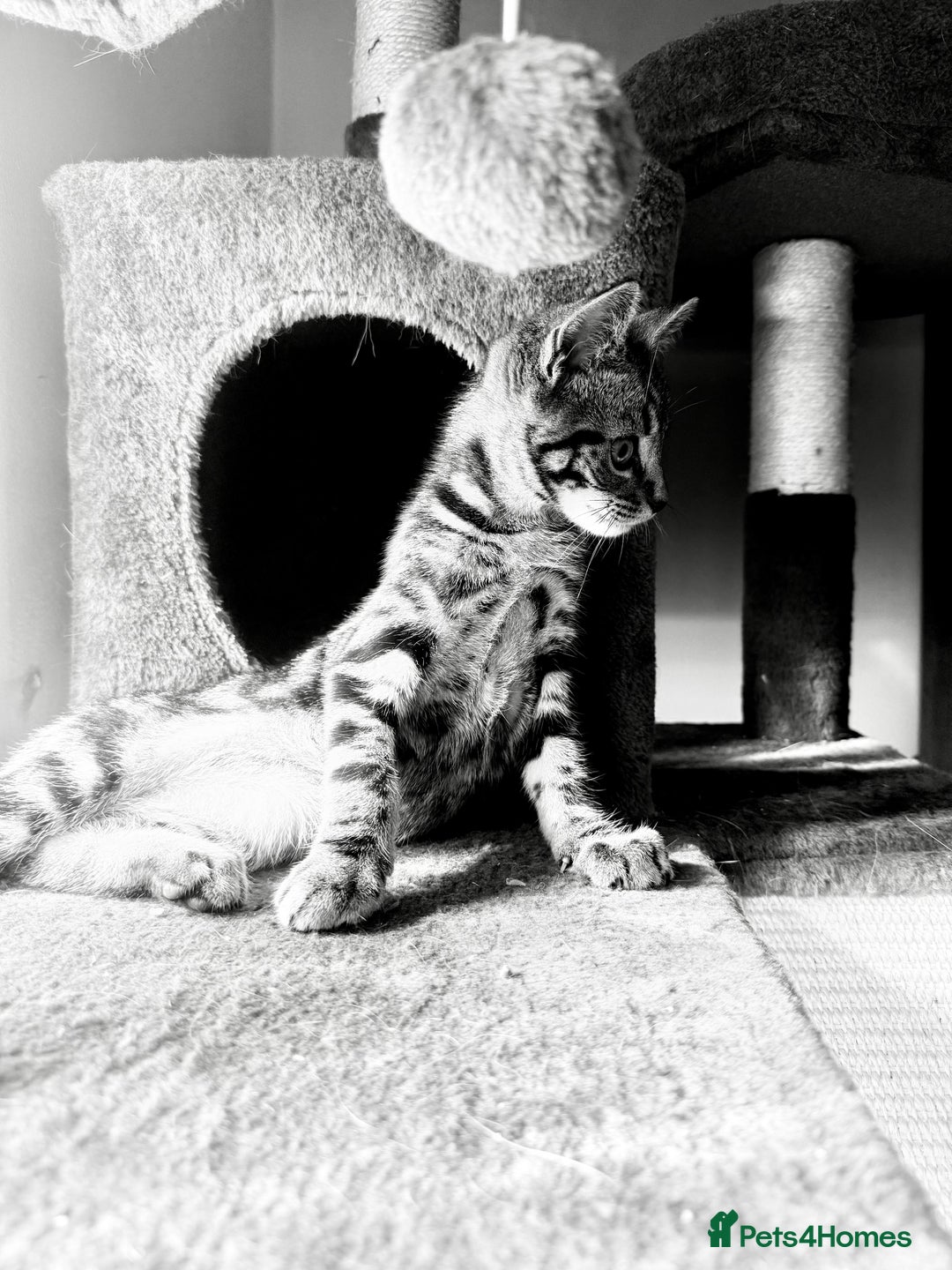 Mixed Breed cats for sale: Tabby  - Image 1