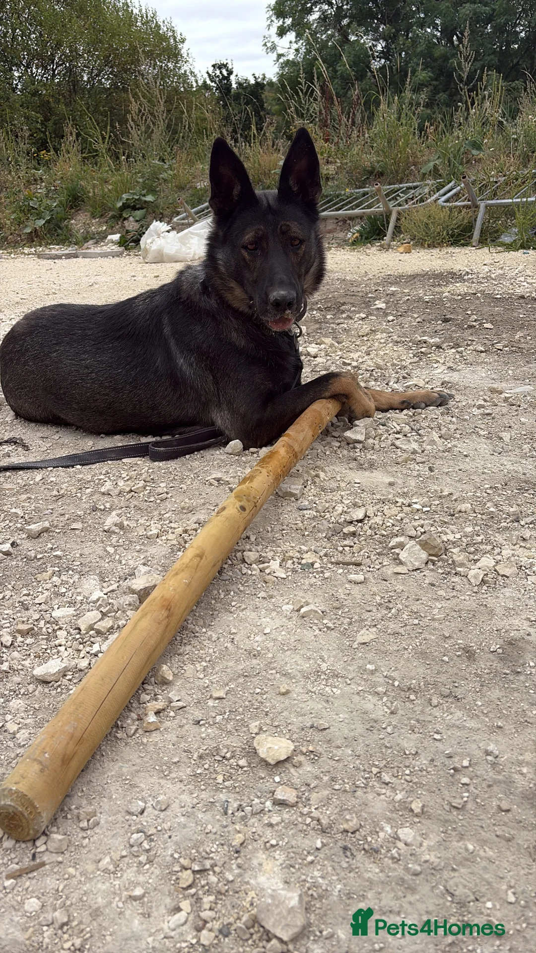 German Shepherd dogs for sale: Working Line GSD × Belgian Puppies – Ready Now - Advert 35