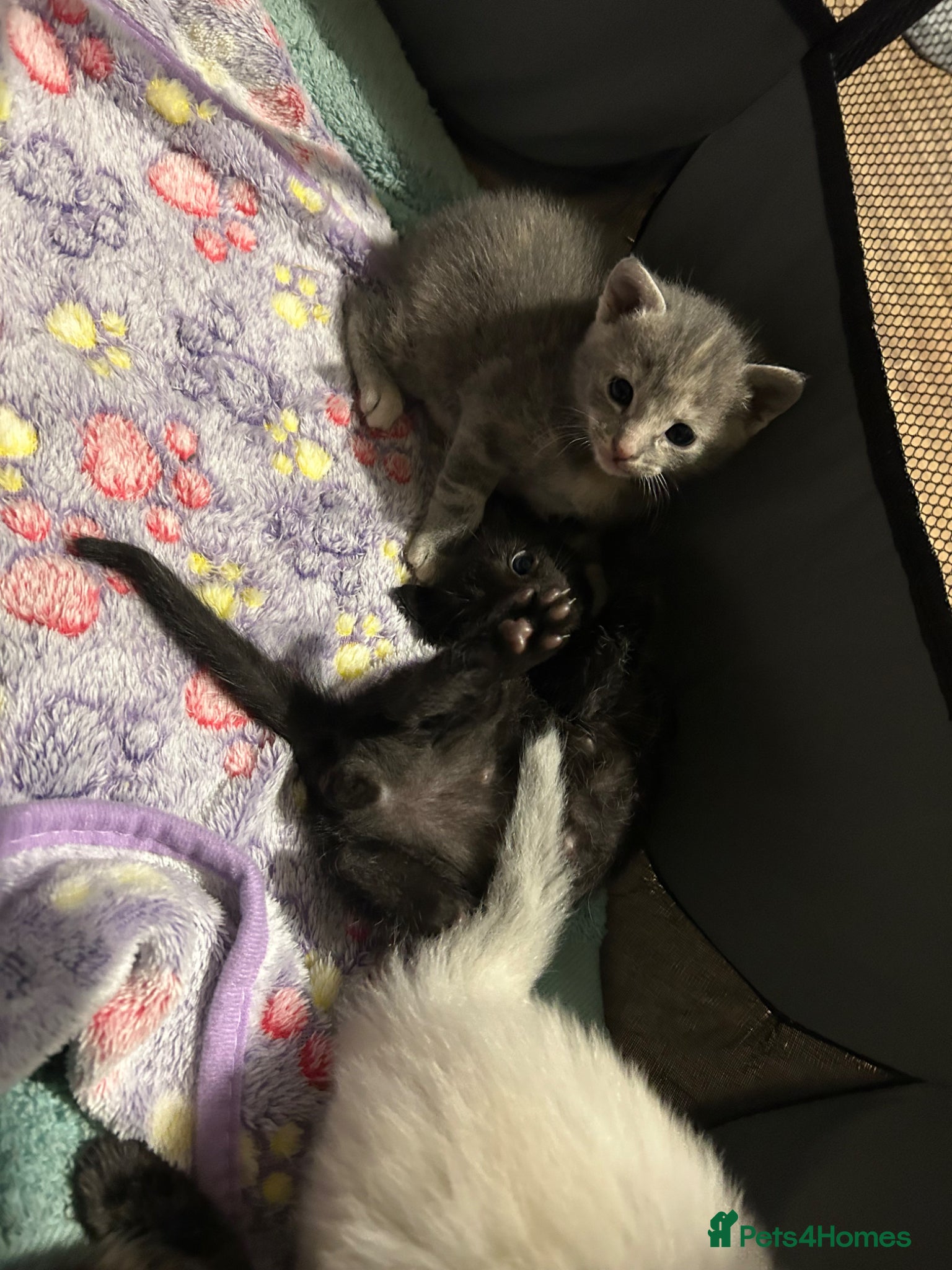 Mixed Breed cats for sale: Gorgeous female grey tabby! - Advert 7