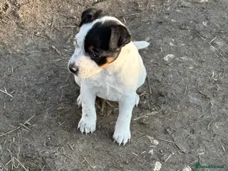 Jack Russell dogs Lovely jack Russel puppies - Advert 17