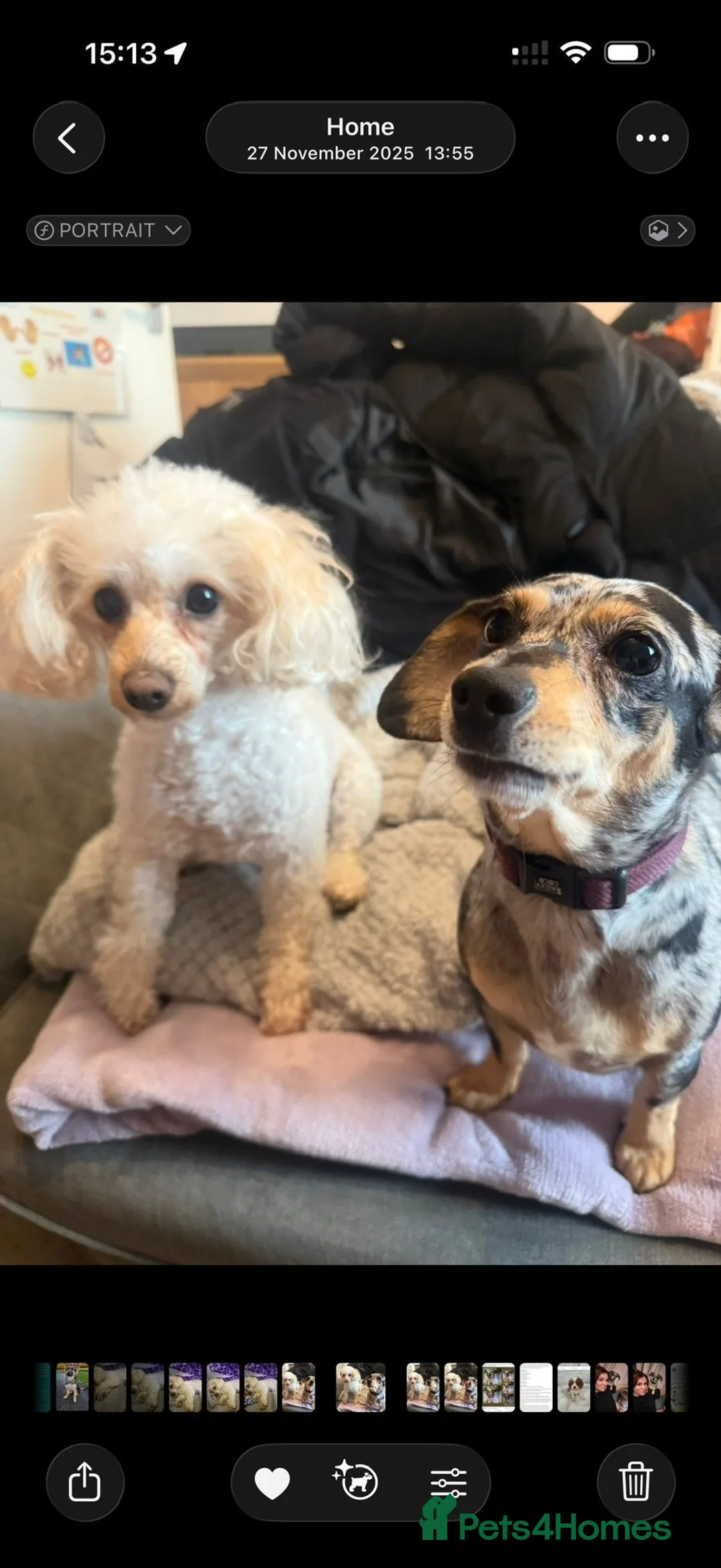 Chiweenie dogs for sale: Chiweenee and cavapoo in Towcester - Advert 2